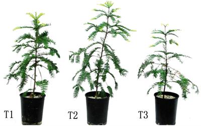 Magnesium Alleviates Adverse Effects of Lead on Growth, Photosynthesis, and Ultrastructural Alterations of <mark class="highlighted">Torreya grandis</mark> Seedlings